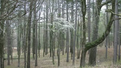 Mississippi-Dogwood-In-Woods